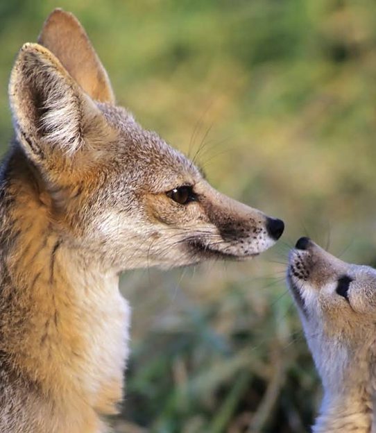 San Joaquin Kit Foxes. Photo courtesy of EDF.