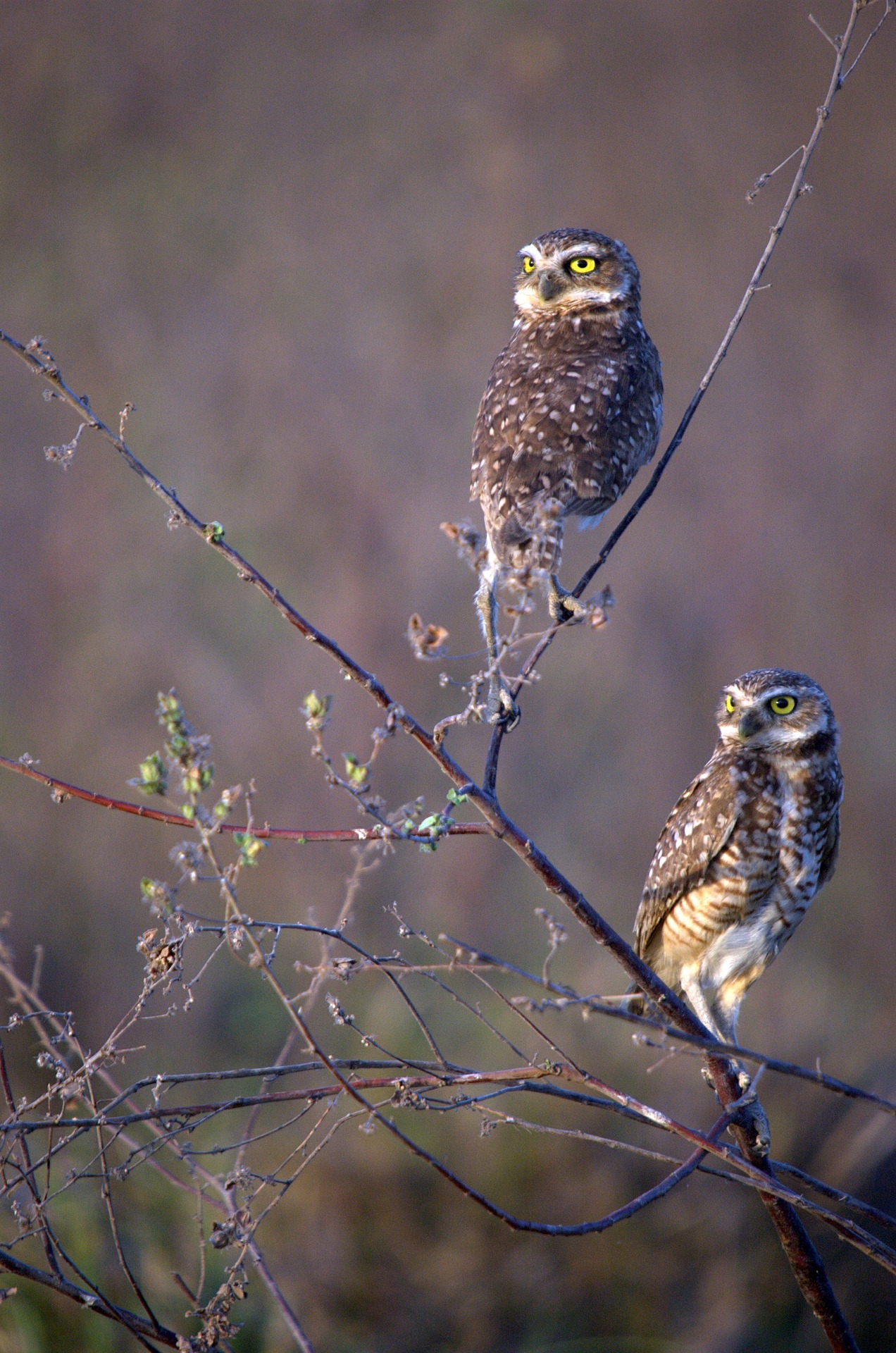 Burrowing owls on branches.