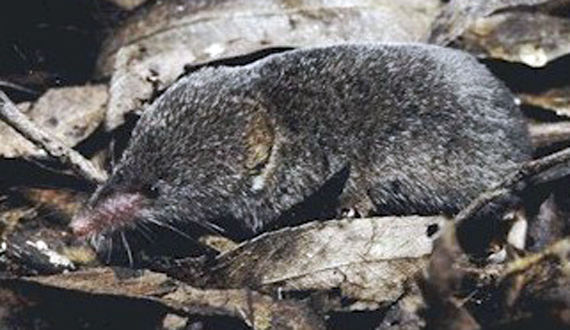 Buena Vista Lake ornate shrew. Image via US FWS.