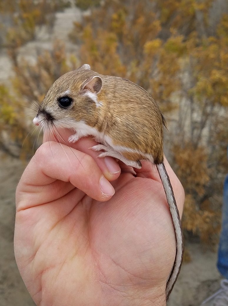 Tipton kangaroo rat. Image via US FWS.