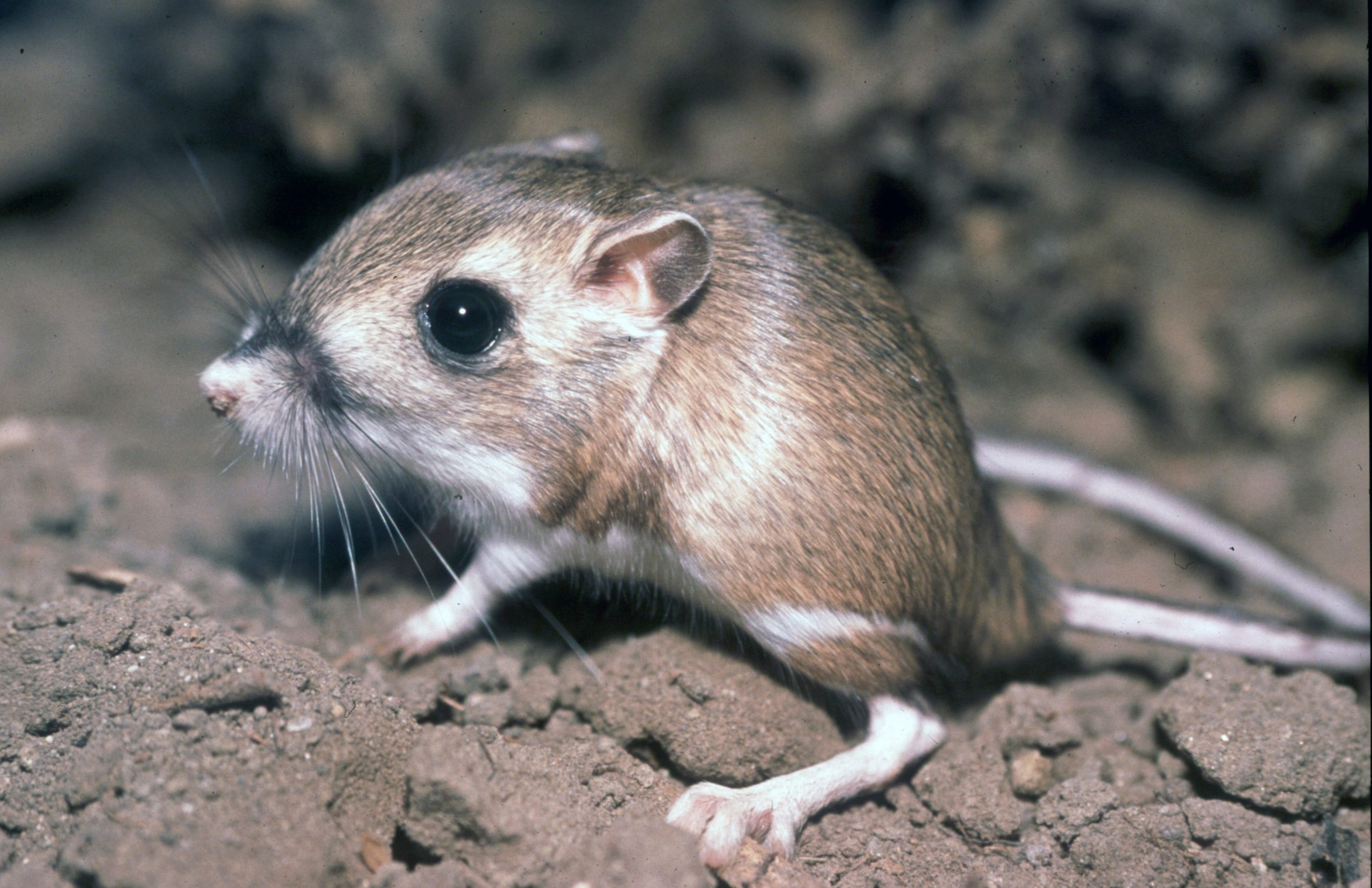 Tipton kangaroo rat.