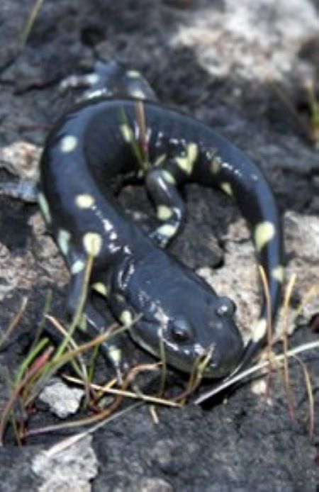 California tiger salamander. Image via Stanford University.