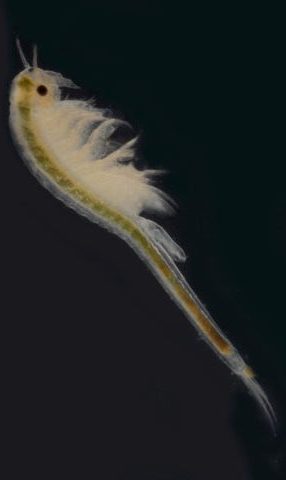 Vernal pool fairy shrimp. Image by Daniel Anderson and Peter J Bryant, 2010.