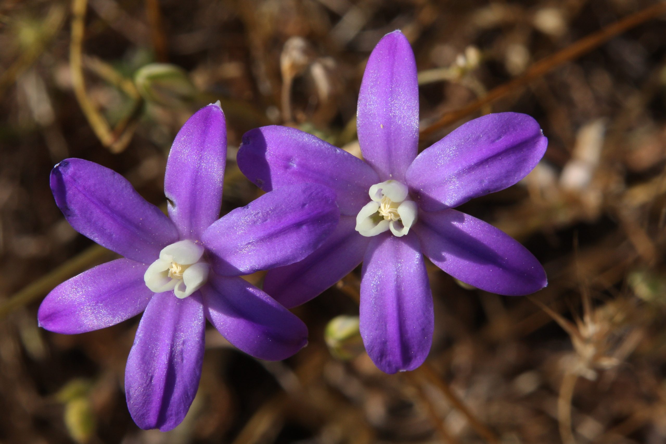 Kaweah brodiaea.