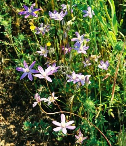 Kaweah brodiaea. Image by Robert Preston, Ph.D., 2005.