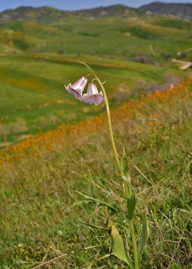 Striped adobe-lily. Image by Jeff Bisbee.