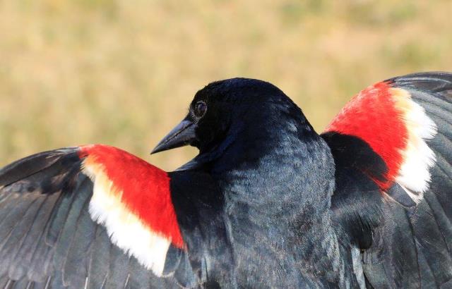 Tricolored blackbird Image by Matt Elyash, CDFW