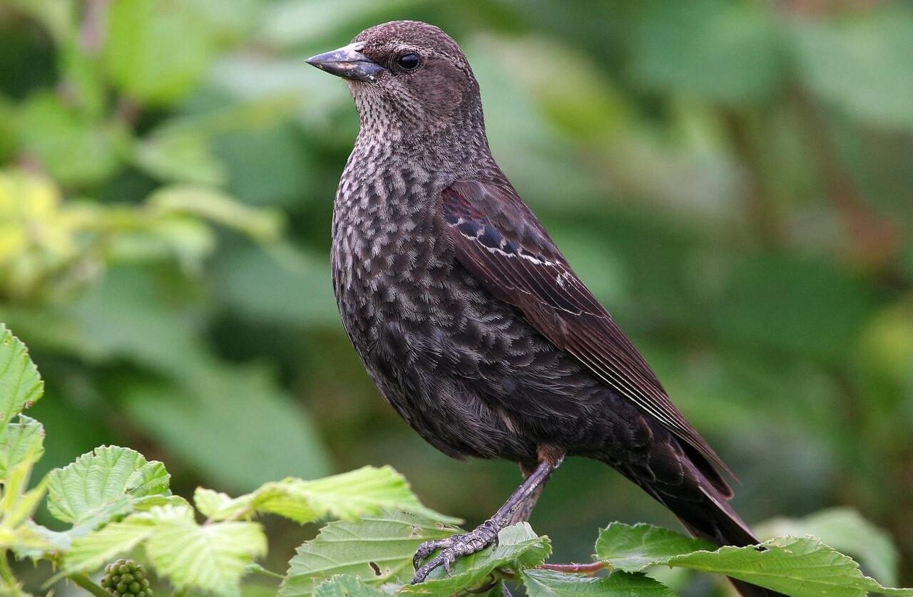 Tricolored blackbird female. Image by Ted Beedy.