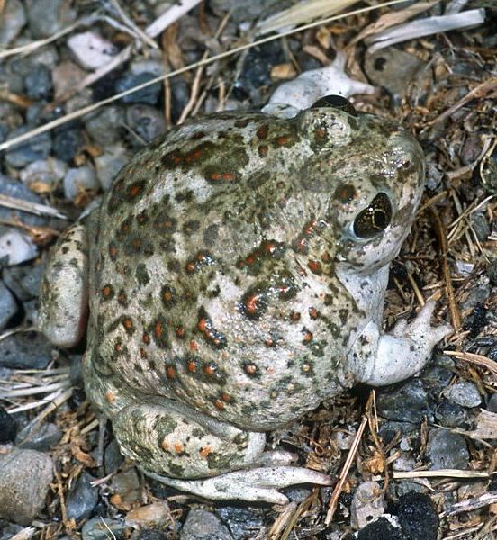 Western spadefoot. Image via California Herps.