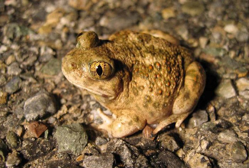 Western spadefoot. Image by James Bettaso, US FWS.