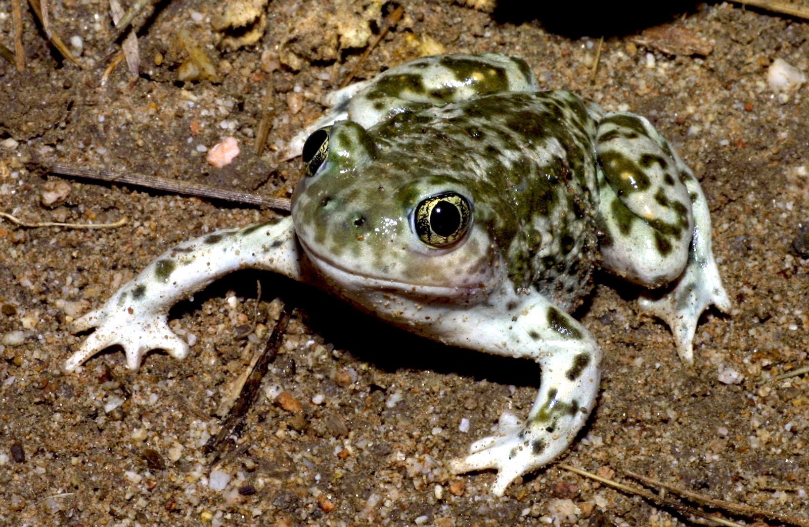 Western spadefoot. Image via Los Padres ForestWatch.